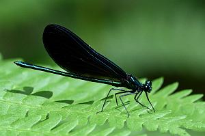 2025-06279199 Broad Meadow Brook, MA